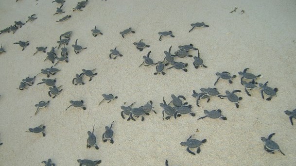 Sea turtle nesting season starts at Con Dao National Park