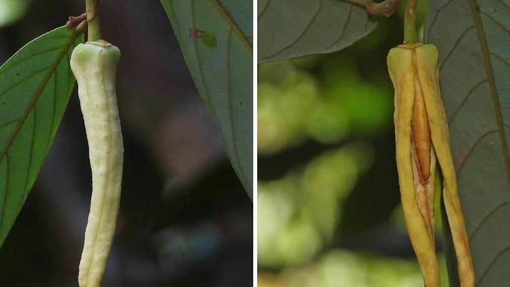 Thái Lan phát hiện loài thực vật mới, đặt tên vinh danh Lisa nhóm Blackpink