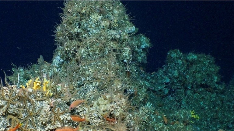 Ecuador phát hiện rạn san hô hoàn toàn nguyên sơ hàng nghìn năm tuổi, chưa từng biết đến