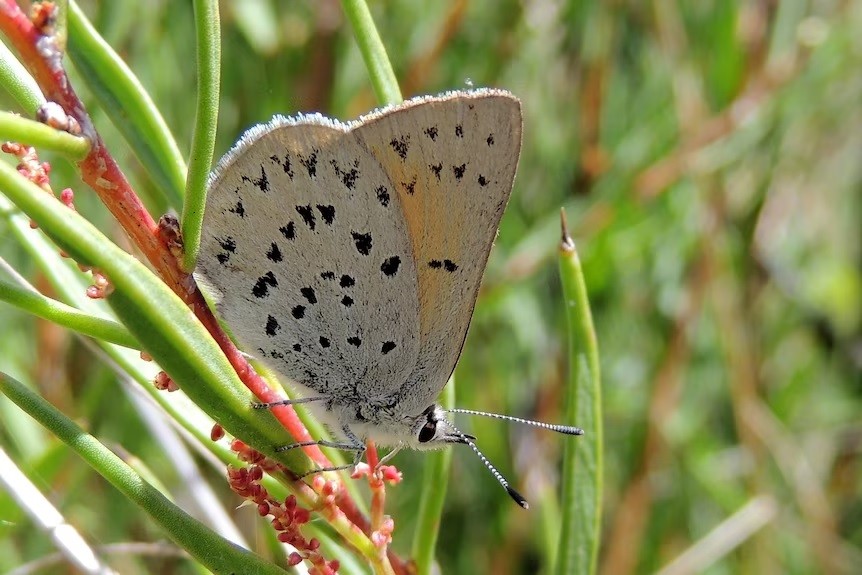 Australia phát hiện loài bướm mới sống trong những hốc cỏ sương giá