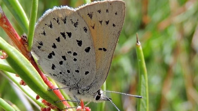 Australia phát hiện, công nhận loài bướm mới sống trong những hốc cỏ sương giá