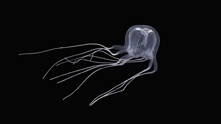 Trung Quốc phát hiện loài sứa mới hình khối lập phương, không màu, 24 mắt và 3 xúc tu dài