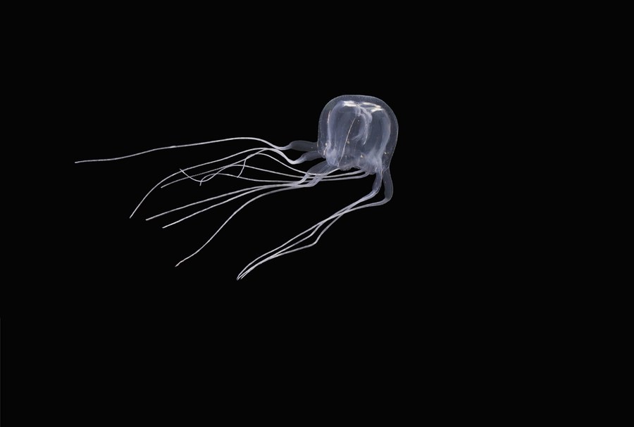 Trung Quốc phát hiện loài sứa hộp mới hình khối lập phương, không màu, 24 mắt và 3 xúc tu dài