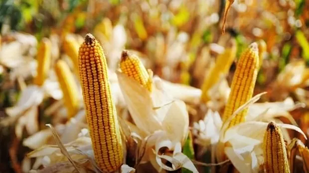 Châu Âu 'chặn đứng' hoạt động thương mại với một số mặt hàng của Nga và đồng minh