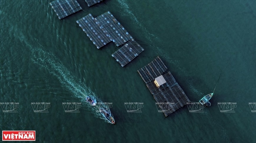 Cage farming of fish, shrimp, crab and oyster on Nai lagoon. (Photo: VNA)