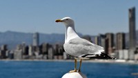 Bỉ: Độc đáo cuộc thi phạm vi toàn châu Âu giả tiếng kêu chim mòng biển