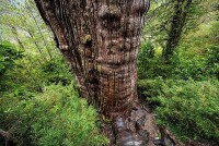 Chile: Điều ít biết về cây đại thụ hơn 5.000 năm tuổi được bảo vệ nghiêm ngặt
