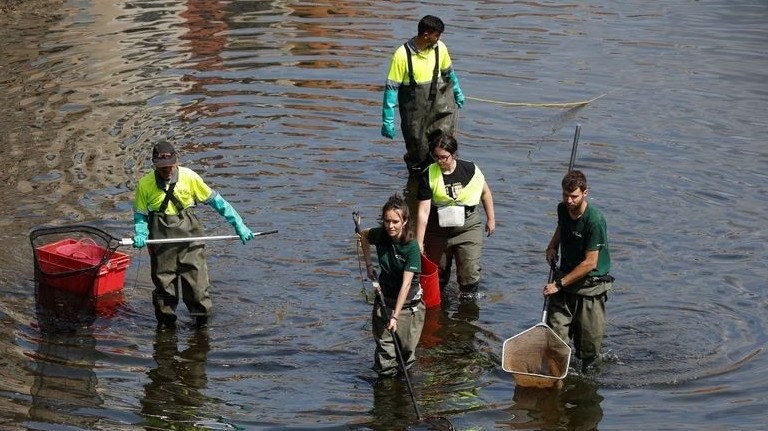 Tây Ban Nha: Giải cứu cá từ dòng sông khô cạn do hạn hán, nắng nóng kéo dài