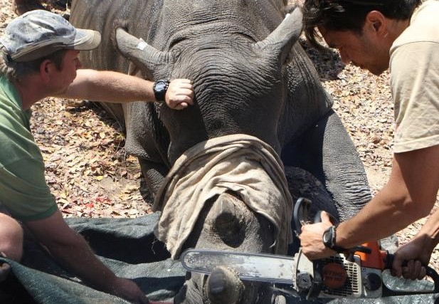 Nam Phi: Cưa trộm sừng tê giác, 3 người đàn ông bị phạt tù 100 năm