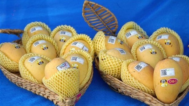 Vietnam ranks third in exporting mango to RoK