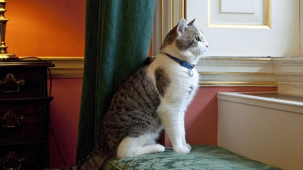 Điều ít biết về chú mèo quyền lực nhất dinh thủ tướng Anh