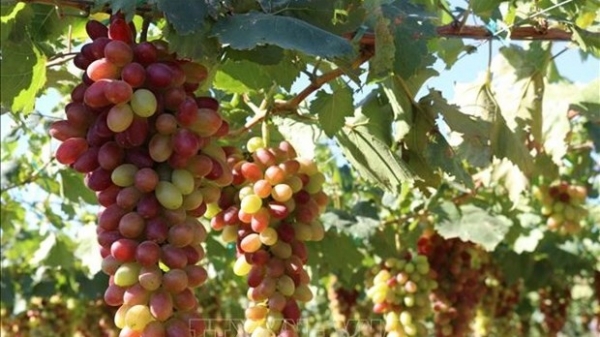 Ninh Thuan Grape - Wine Festival on the horizon