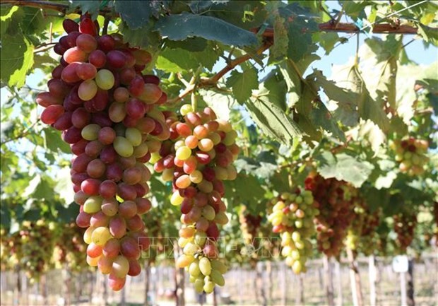 Ninh Thuan Grape - Wine Festival on the horizon