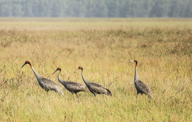 Various activities to mark Int’l Day for Biological Diversity: MONRE