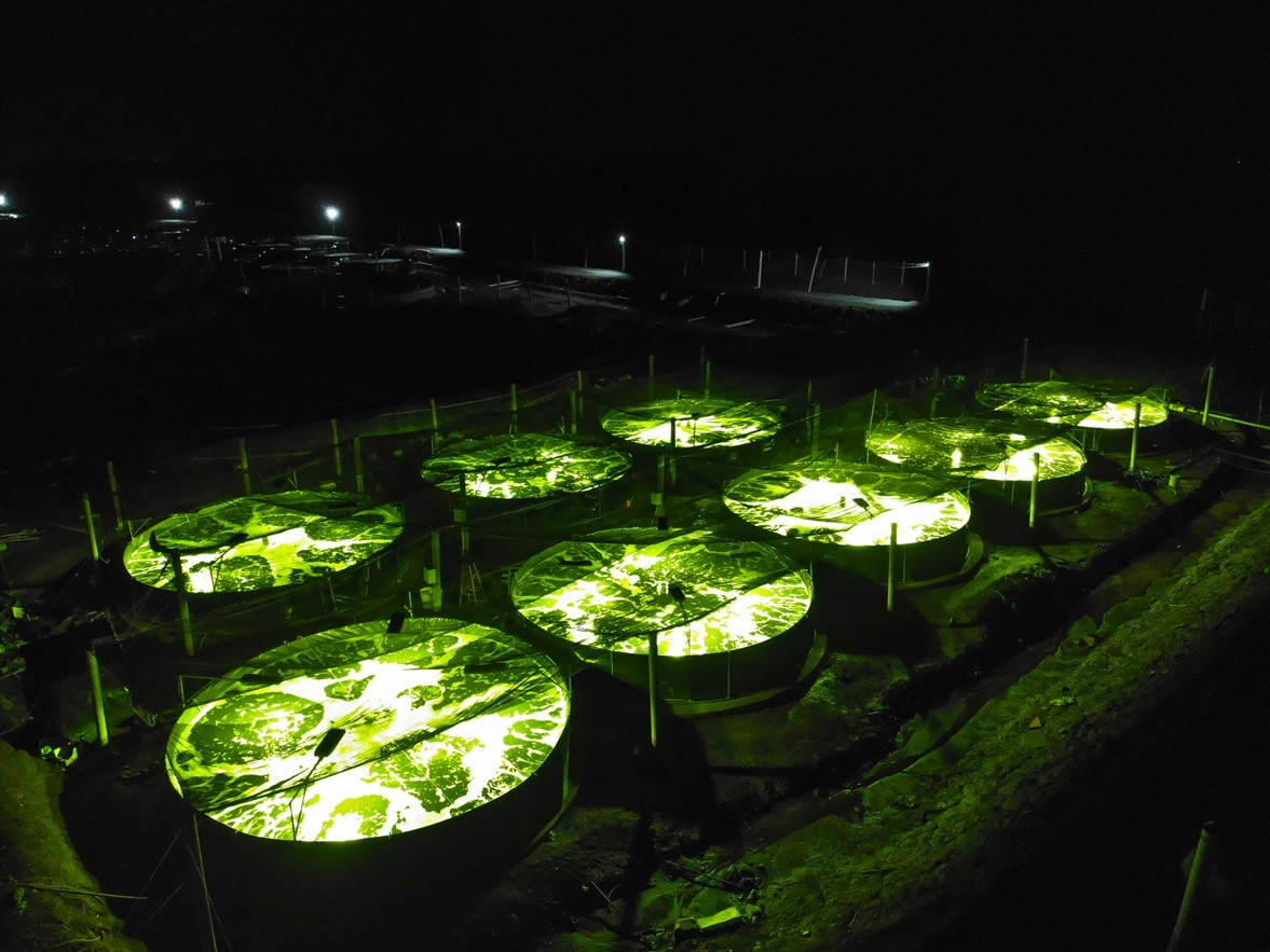 Thử nghiệm đèn Philips Aqualighting tại trại nuôi tôm Cần Giờ ShrimpVet.