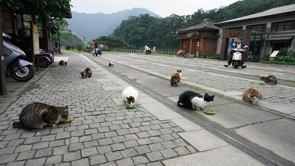 Thổ Nhĩ Kỳ: Ghé thăm thị trấn yên bình của những chú mèo hoang