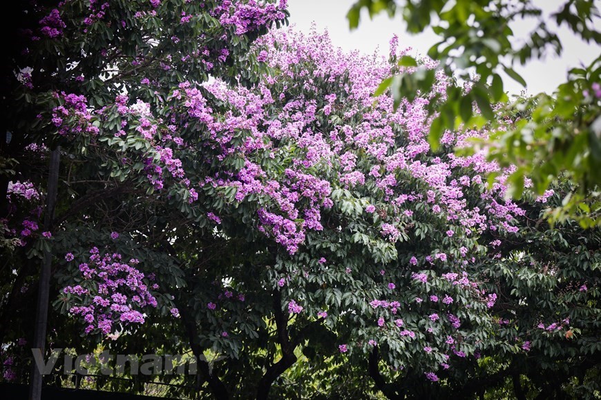 Purple crepe myrtle trees bloom along Hanoi streets Purple crepe myrtle trees bloom along Hanoi streets