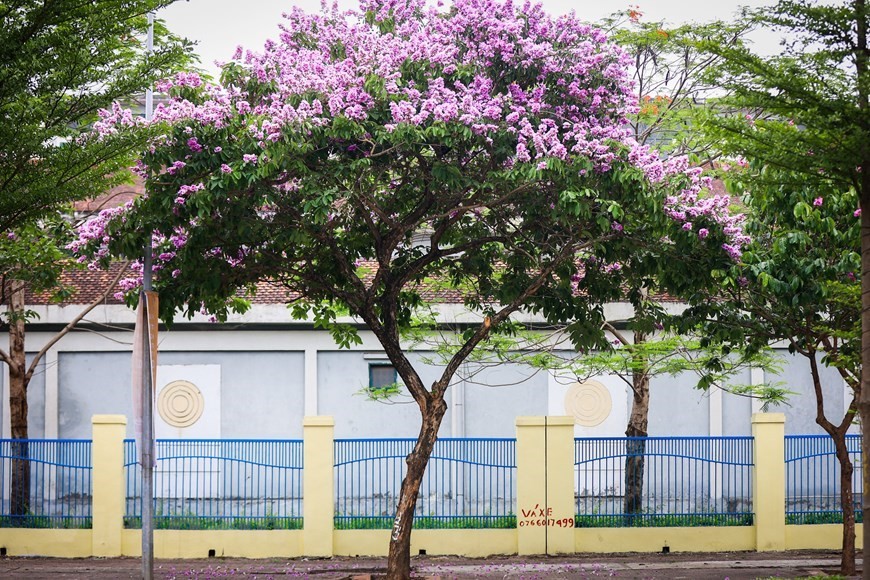 Purple crepe myrtle trees bloom along Hanoi streets Purple crepe myrtle trees bloom along Hanoi streets