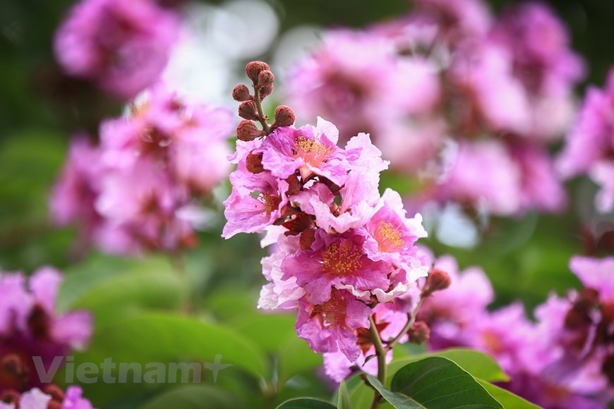 Purple crepe myrtle trees bloom along Hanoi streets Purple crepe myrtle trees bloom along Hanoi streets
