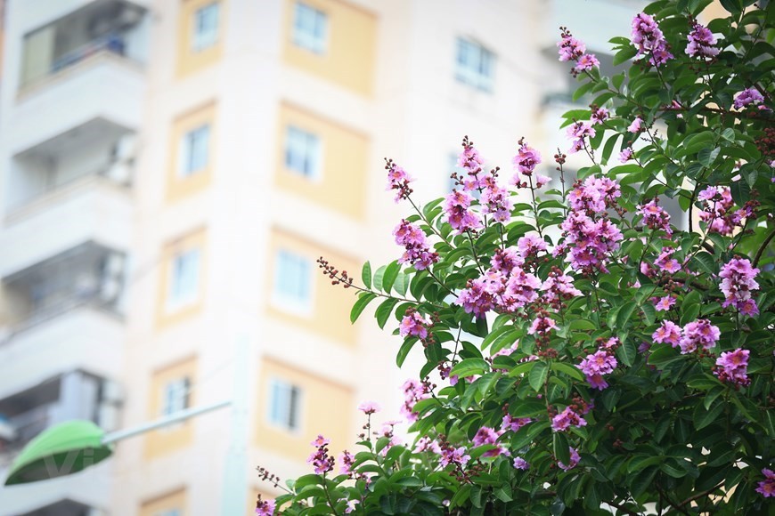 Purple crepe myrtle trees bloom along Hanoi streets Purple crepe myrtle trees bloom along Hanoi streets