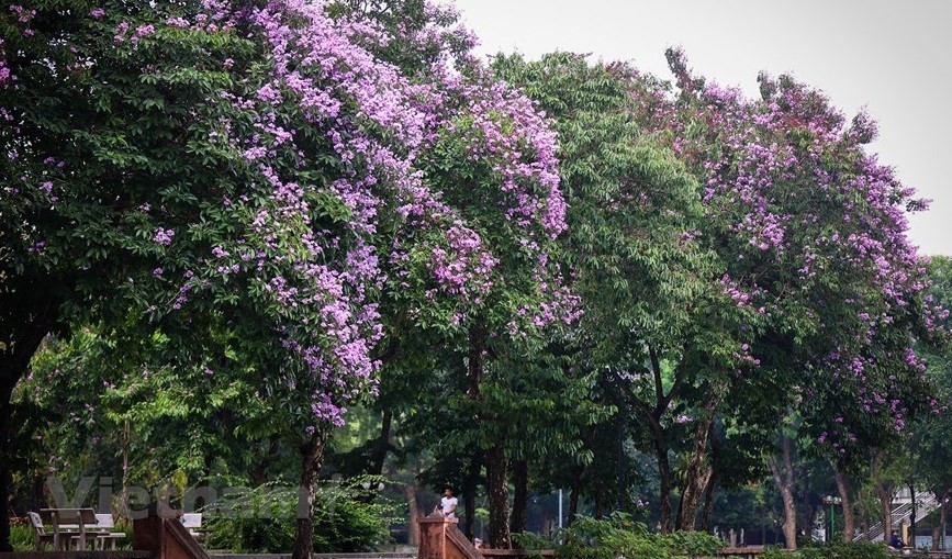 Purple crepe myrtle trees bloom along Hanoi streets Purple crepe myrtle trees bloom along Hanoi streets