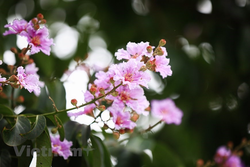Purple crepe myrtle trees bloom along Hanoi streets Purple crepe myrtle trees bloom along Hanoi streets