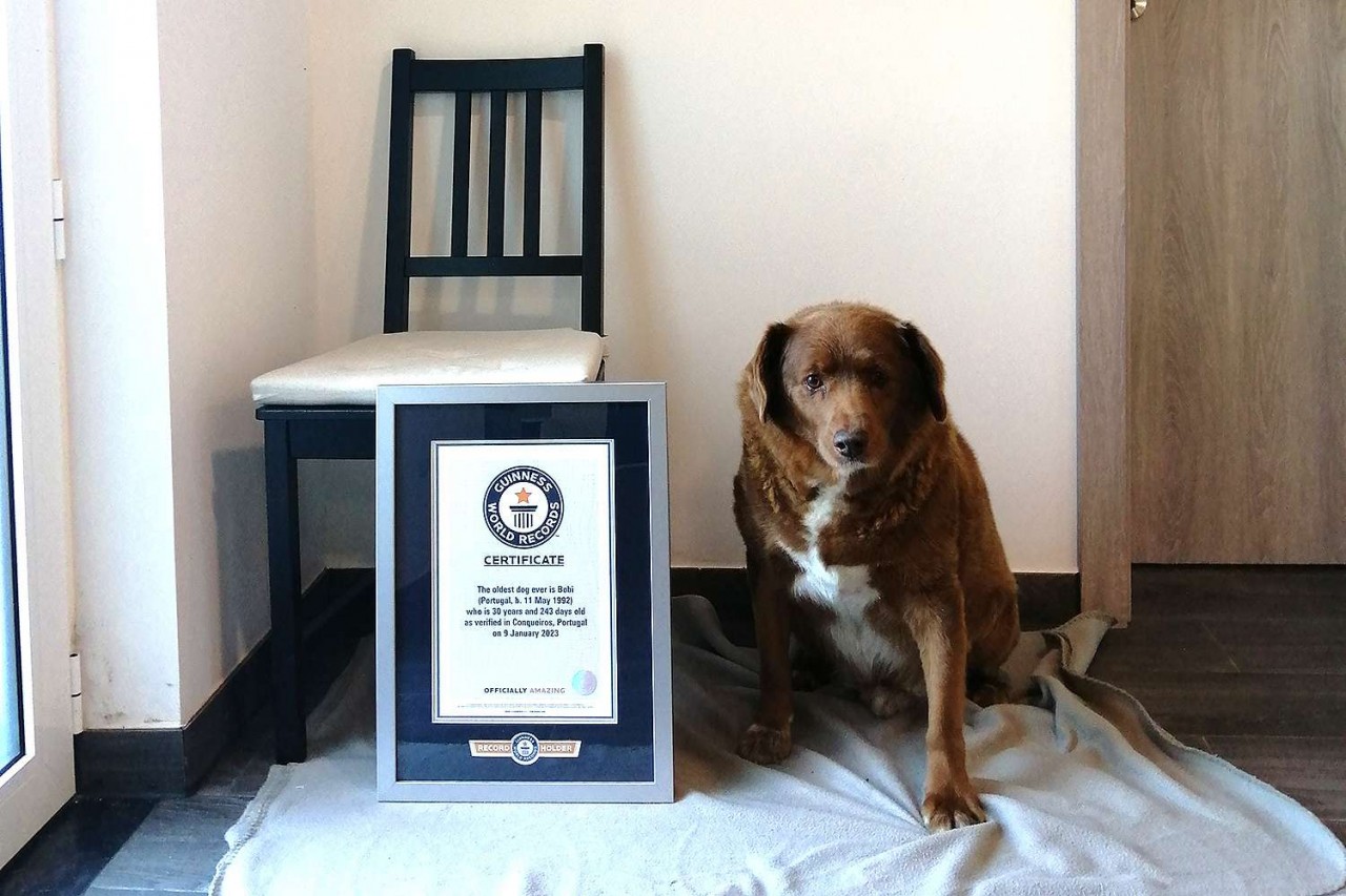 Chú chó già nhất thế giới được gia đình chủ nhà tổ chức sinh nhật theo phong cách Bồ Đào Nha