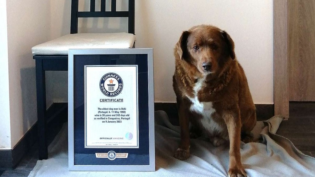 Chú chó già nhất thế giới được chủ tổ chức sinh nhật theo phong cách Bồ Đào Nha