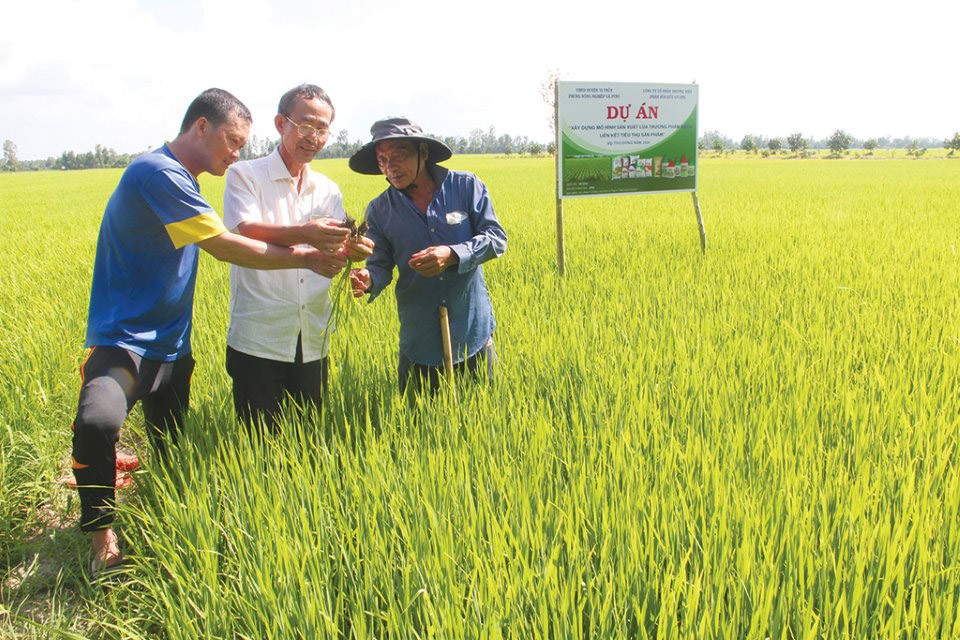 Gạo sạch Vị Thủy - Hậu Giang