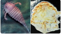 Trung Quốc tìm thấy hóa thạch bọ cạp biển hung dữ 450 triệu năm tuổi