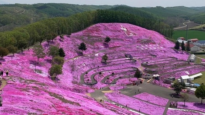 Chiêm ngưỡng cánh đồng hoa hồng rực phủ kín một ngọn đồi ở Nhật Bản