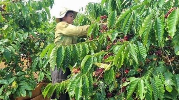 Coffee industry striving to adapt to EU’s anti-deforestation law: Coffee Association