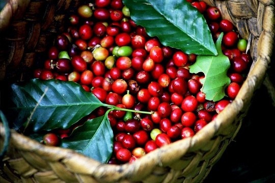 Gia Lai province focuses on specialty coffee branding | Business | Vietnam+ (VietnamPlus)