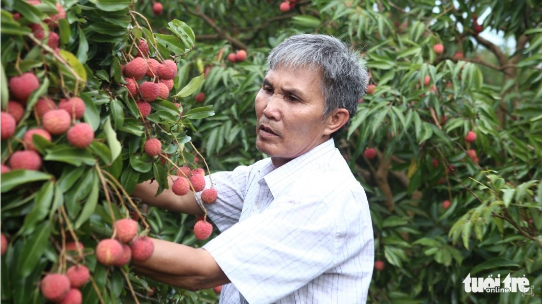 More efforts needed to send lychees to the US market