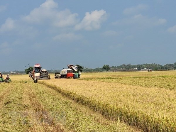 Strategy on rice export market development until 2030 approved