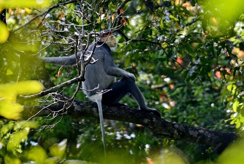 Scientists determined that the protection forest in mountainous district of Ba To (Quang Ngai) has the third largest population of grey-shanked douc in Vietnam. (Photo provided by GreenViet Centre)