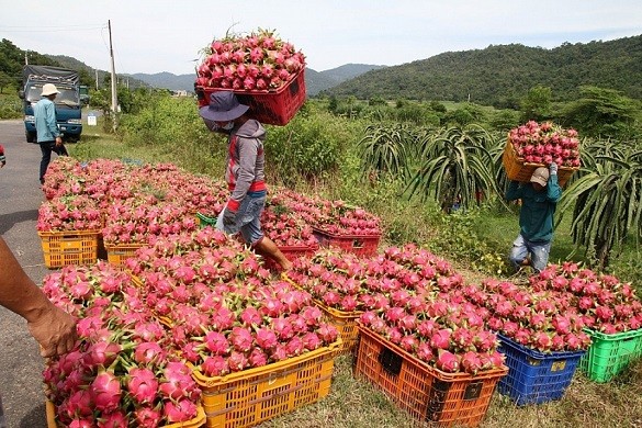 Xuất khẩu ngày 26-28/5: Nông sản Việt hụt thu hàng tỷ USD từ thị trường Mỹ; EC lùi thời hạn thanh tra chống khai thác IUU