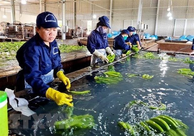 Export of Vietnamese fruits, vegetables sweeter by the day | Business | Vietnam+ (VietnamPlus)