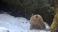 Trung Quốc: Mắc bệnh bạch tạng, con gấu trúc có bộ lông trắng toàn thân