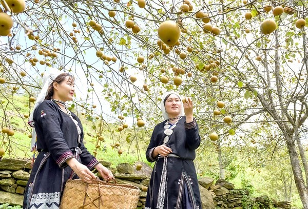 Tuyen Quang focuses on developing specialty fruits | Society | Vietnam+ (VietnamPlus)