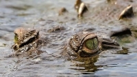 Costa Rica: Cá sấu sinh sản đơn tính đầu tiên trên thế giới
