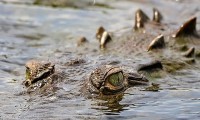 Costa Rica: Cá sấu sinh sản đơn tính đầu tiên trên thế giới