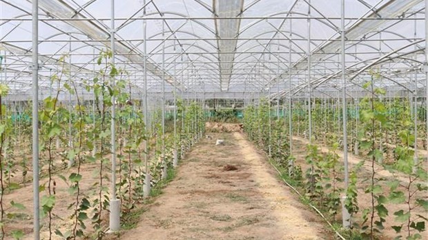 Ninh Thuan turning high-tech agriculture into economic spearhead