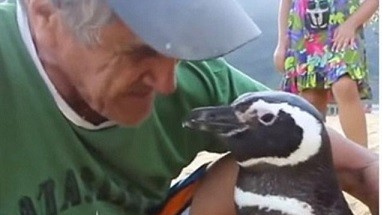 Brazil: Câu chuyện đẹp về chú chim cánh cụt vượt biển về thăm ân nhân
