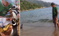 Brazil: Câu chuyện đẹp về chú chim cánh cụt vượt biển về thăm ân nhân