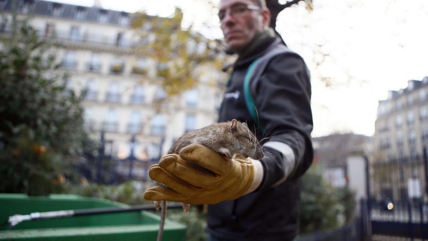 Chuột hoành hành, Paris lên kế hoạch đầy tham vọng 'chống lại sự phát triển của chuột'