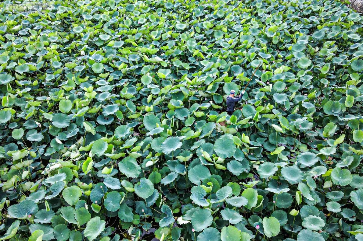 Experiencing lotus tea making in West Lake, Hanoi