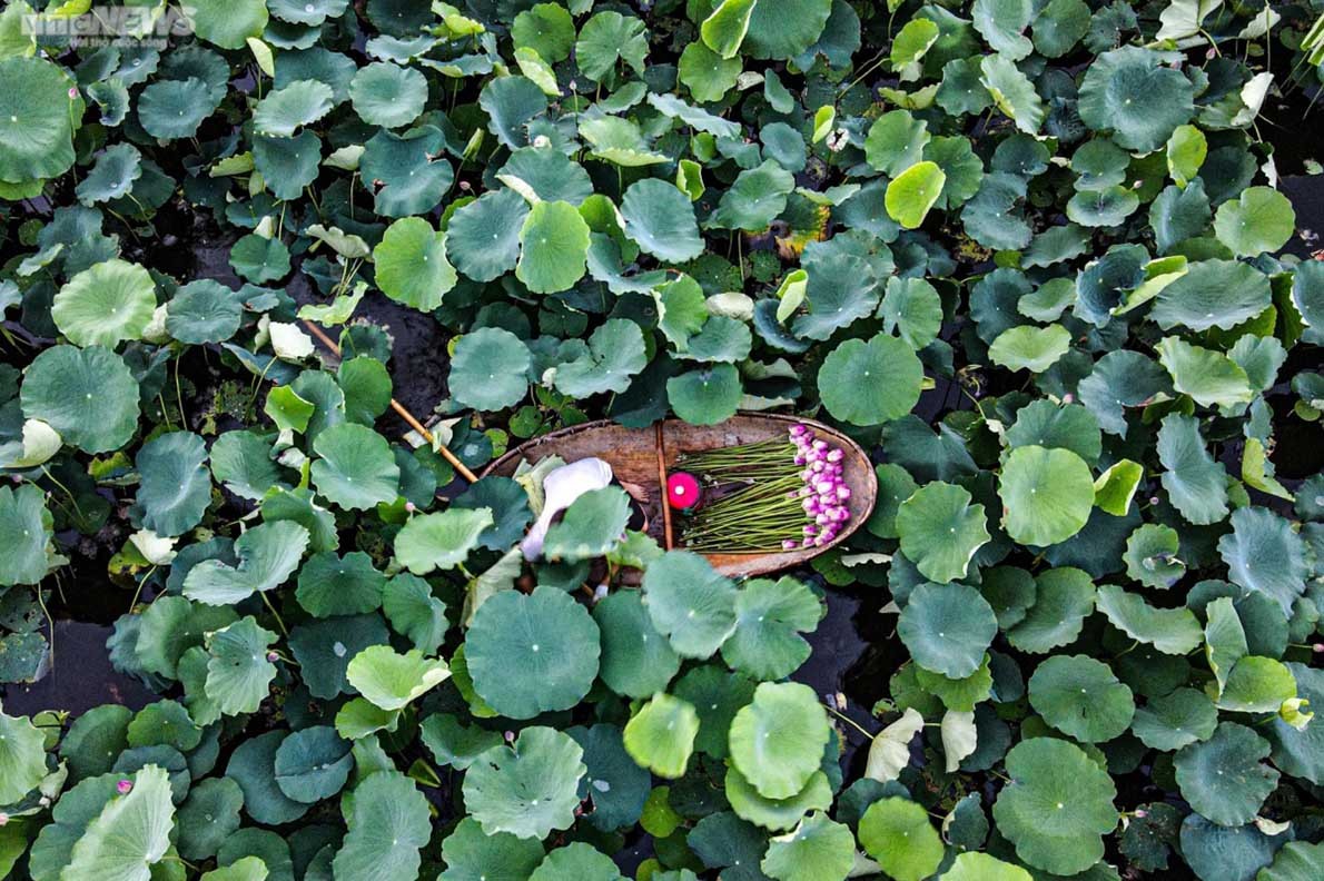 Experiencing lotus tea making in West Lake, Hanoi