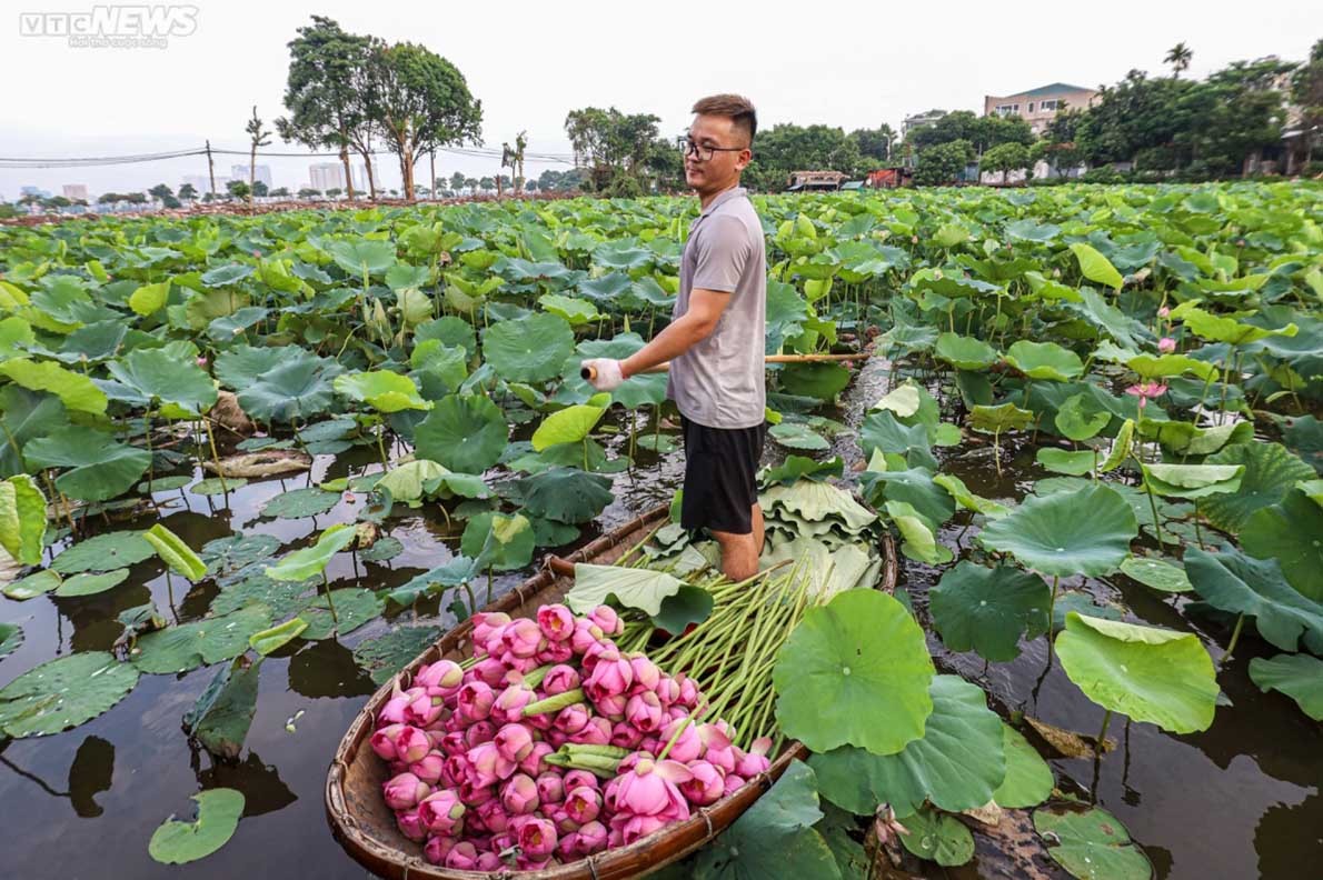 Experiencing lotus tea making in West Lake, Hanoi