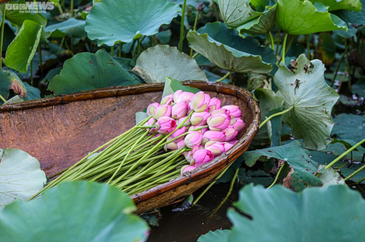 Experiencing lotus tea making in West Lake, Hanoi